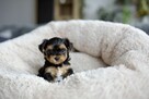 Yorkshire terrier - rodowód - 3