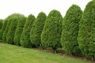 Ogrodnik Do Wynajęcia - 2
