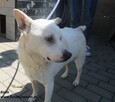 Bielik - 9
