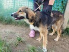 Lizak do adopcji - 4