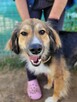 Lizak do adopcji - 11