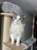 Kocur Ragdoll - 3
