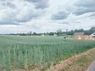 Działka budowlana Rybno Wielkie gm. Kiszkowo, Kasztanowa - 3