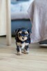 Yorkshire terrier - rodowód - 9