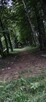 21:30 Wieczorny spacer po leśie z młodymchebzie pawła park - 2