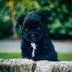 York czarny Black Yorkshire Terrier - 6