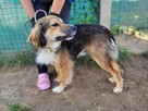 Lizak do adopcji - 10
