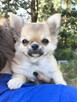 Chihuahua po Ch.PL, okolice W-wy - 4