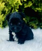 York czarny Black Yorkshire Terrier - 5