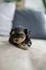 Yorkshire terrier - rodowód - 4