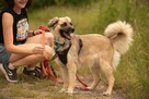 Nala – błękitnooka piękność, która czeka właśnie na Ciebie - 5