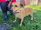 Zajączek do adopcji - 6