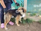 Lizak do adopcji - 2
