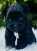 York czarny Black Yorkshire Terrier - 4