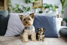Yorkshire terrier - rodowód - 6