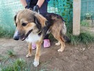 Lizak do adopcji - 3