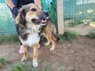 Lizak do adopcji - 5