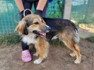 Lizak do adopcji - 9