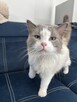 Kocur Ragdoll - 2