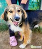 LIZAK – piękny psiak za kratami, ADOPTUJ - 2