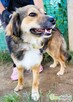 LIZAK – piękny psiak za kratami, ADOPTUJ - 1