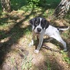 Pointer szczenięta wyżła angielskiego - 3