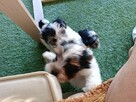 Yorkshire Terrier Biwer - 3