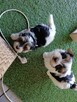 Yorkshire Terrier Biwer - 2