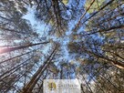 Działka budowlana wśród lasu | Bartoszylas - 7