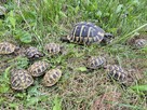 Żółwie greckie na sprzedaż - 8