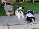Yorkshire Terrier Biwer - 6
