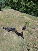 Oddam 2 czarne kotki w dobre ręce słodkie już do rezerwacji - 3