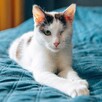 Pulpecik jednooczek kot szuka domu adopcja cała Polska - 2