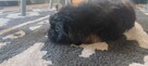 Shih tzu - 4