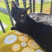 Marcepanek jednooczek czarno biały kot szuka domu adopcja - 7