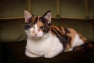 Krysia trikolorka FeLV + szuka domu, adopcja w całej Polsce - 1