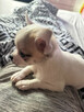 Chihuahua 4 miesiące - 1