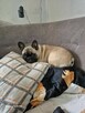 Buldog francuski - 7