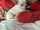 Chihuahua 4 miesiące - 6