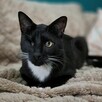 Marcepanek jednooczek czarno biały kot szuka domu adopcja - 6