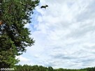 Działka | w Lesie | 3001m2 | Łopacin | gm. Sońsk - 5