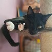 Marcepanek jednooczek czarno biały kot szuka domu adopcja - 5