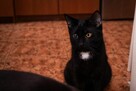 Makrel wesoły kotek szuka domu, adopcja w całej Polsce - 4