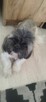 Suczka shih tzu odchowana - 2