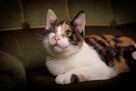 Krysia trikolorka FeLV + szuka domu, adopcja w całej Polsce - 4