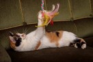 Krysia trikolorka FeLV + szuka domu, adopcja w całej Polsce - 3