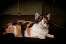 Krysia trikolorka FeLV + szuka domu, adopcja w całej Polsce - 6