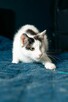 Pulpecik jednooczek kot szuka domu adopcja cała Polska - 4