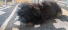Shih tzu - 5