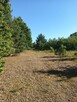 DZIAŁKA ROLNA 3000m2 BLISKO PUSZCZY LEONCIN - 1